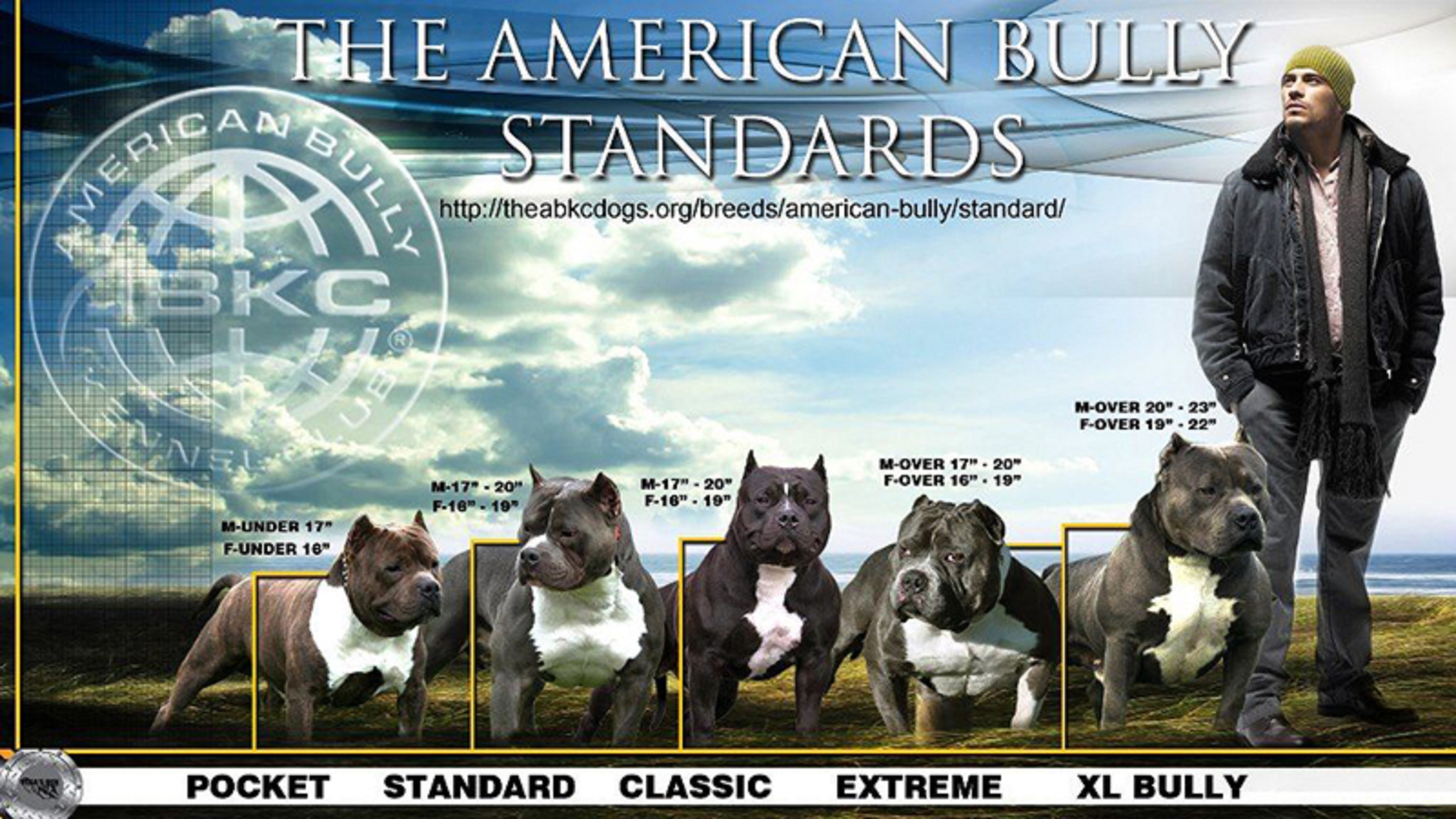 American Bully 04  Bully breeds dogs, Bully dog, American bully